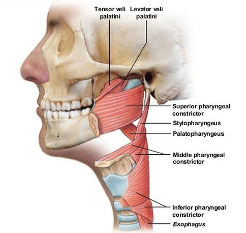 pharyngeal constrictor muscles