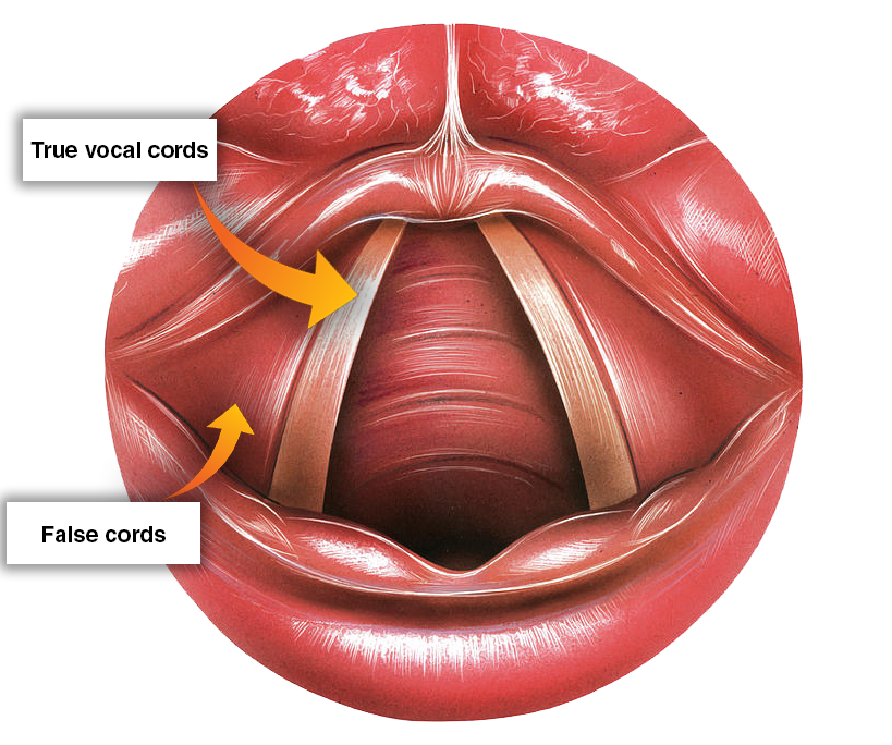 true and false vocal cords model